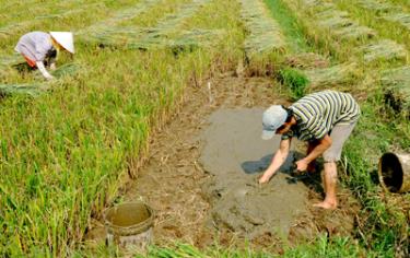 Các mô hình trình diễn đã giúp bà con nông dân có thêm kiến thức cơ bản chăm sóc cây trồng. Ảnh MQ