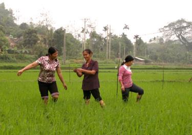 Nông dân xã Yên Bình, huyện Yên Bình thăm đồng.