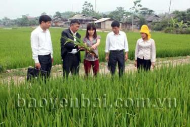 Lãnh đạo xã Thạch Lương kiêm tra tình hình phát triển của lúa vụ đông xuân.