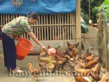 Nhờ chăn nuôi gà thả vườn, gia đình ông Ngô Văn Cát đã thoát được nghèo và thu nhập mỗi năm gần 100 triệu đồng.