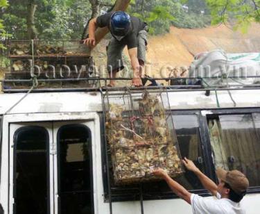 Vận chuyển gà, vịt giống không rõ nguồn gốc bằng xe khách là một trong những nguyên nhân làm lây lan dịch bệnh.