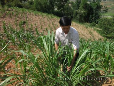 Người dân Mù Cang Chải đã biết trồng cỏ làm thức ăn cho gia súc.