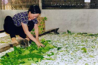 Hộ gia đình bà Lê Thị Lan, thôn 10, xã Việt Thành nhờ nguồn vốn ưu đãi của Ngân hàng Chính sách Xã hội đã phát triển mô hình trồng dâu nuôi tằm, có thu nhập ổn định.
