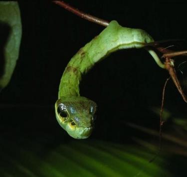 Hemeroplanes triptolemus “ngụy trang” thành rắn để tự bảo vệ mình.