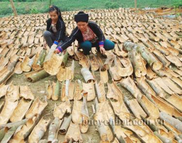 Đồng bào Dao xã An Luơng phơi quế vỏ.