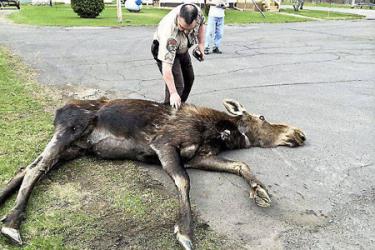 Con nai sừng tấm đã quá kiệt sức đến nỗi nó rơi vào trạng thái mê man (Ảnh : Dept St. Louis County Sheriff )