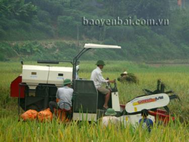 Cơ giới hóa nông nghiệp ở Đại Phác.