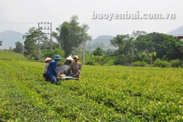 Nông dân xã Nậm Búng huyện Văn Chấn thu hái chè.
