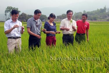 Lãnh đạo Phòng Nông nghiệp và Phát triển nông thôn huyện Văn Chấn kiểm tra giống lúa Séng Cù trồng tại thị trấn Nông trường Nghĩa Lộ.
