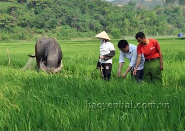 Cán bộ Phòng Nông nghiệp -Phát triển nông thôn huyện kiểm tra quá trình sinh trưởng của lúa.
