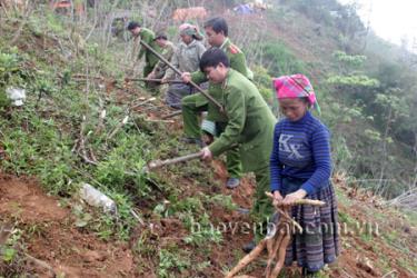 Công an huyện Trạm Tấu giúp đồng bào Mông thôn Tấu Dưới, xã Trạm Tấu (huyện Trạm Tấu) thu hoạch sắn.
