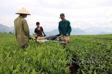 Thu hoạch chè ở thị trấn Nông trường Nghĩa Lộ, huyện Văn Chấn.