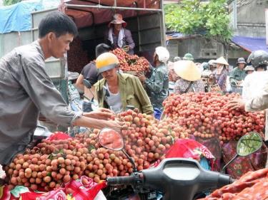 Tập kết, vận chuyển vải đi tiêu thụ ở huyện Thanh Hà (Hải Dương).