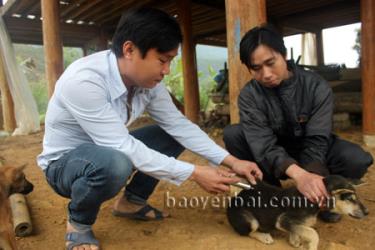 Để hạn chế thấp nhất tỷ lệ tử vong do bệnh dại gây ra, người dân cần tiêm phòng vắc-xin dại cho đàn chó.