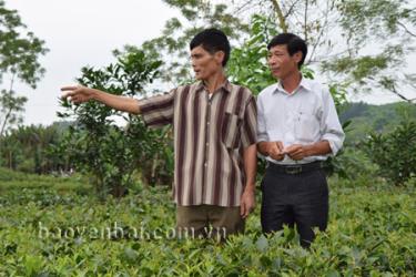 Đồng chí Phùng Xuân Thủy (bên phải) - Phó chủ tịch UBND xã Đại Minh và Trưởng thôn Minh Thân - ông Vũ Văn Lực kiểm tra diện tích đất của Nghĩa trang Đất Bát mà nhân dân đã sử dụng để trồng bưởi, trồng chè...