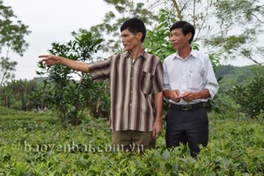 Đồng chí Phùng Xuân Thủy (bên phải) - Phó chủ tịch UBND xã Đại Minh và Trưởng thôn Minh Thân - ông Vũ Văn Lực kiểm tra diện tích đất của Nghĩa trang Đất Bát mà nhân dân đã sử dụng để trồng bưởi, trồng chè...