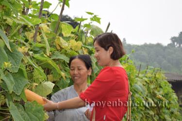 Chị Mai Thị Dung (bên trái) chuẩn bị dưa giống cho vụ sau.
