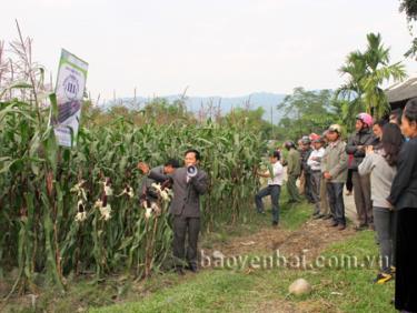 Nông dân xã Nghĩa Phúc thăm quan mô hình trồng ngô nếp tím ở xã Nghĩa Lợi (thị xã Nghĩa Lộ).
Ảnh: Nguyễn Nhật Thanh