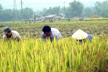 Người dân xã Nghĩa Phúc, thị xã Nghĩa Lộ thu hoạch lúa đông xuân.