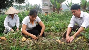 Giá trị kinh tế mà giống khoai tây Solara mang lại cho nông dân Yên Hợp cao hơn nhiều so với các loại cây trồng khác.
