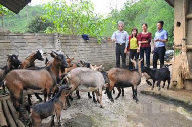 Được vay vốn từ Ngân hàng CSXH huyện, gia đình anh Kiều Văn Hùng, thôn Ngọn Ngòi, xã Minh Quán, huyện Trấn Yên đầu tư chăn nuôi mang lại hiệu quả kinh tế cao.