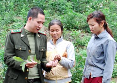 Cán bộ kiểm lâm hướng dẫn phụ nữ Văn Yên kỹ thuật phòng trừ sâu bệnh hại quế.