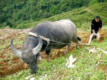 Người dân huyện Trạm Tấu tích cực phát triển sản xuất, xóa đói giảm nghèo.