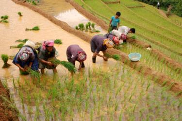 Vụ đông xuân 2015 - 2016, toàn huyện đã gieo cấy được 1.500 ha lúa. Ảnh M.Q