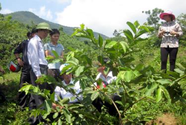 Lãnh đạo Sở Khoa học và Công nghệ kiểm tra mô hình trồng ổi xem cam tại huyện Lục Yên.