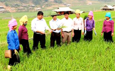 Cán bộ phòng Nông nghiệp và Phát triển nông thôn huyện Trạm Tấu và lãnh đạo xã Hát Lừu hướng dẫn cho người dân cách chăm sóc lúa.