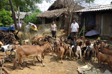 Một mô hình chăn nuôi dê mang lại hiệu quả kinh tế cao của hội viên nông dân xã Cảm Nhân.