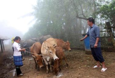 Đàn gia súc của anh Vàng A Tông ở bản Mú Cái Hồ.