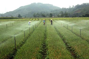 Hệ thống tưới tự động cho hành lá của Hợp tác xã Nông nghiệp và Dịch vụ Phú Đạt, xã Yên Phú, huyện Văn Yên. (Ảnh minh họa - Thanh Miền)