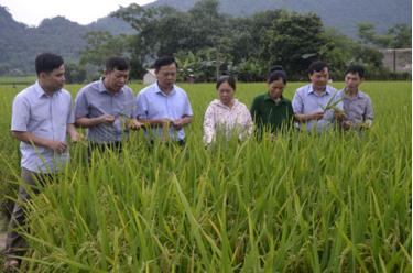 Các đại biểu tham quan mô hình giống lúa Khải Phong số 7 tại xã Khánh Thiện, huyện Lục Yên.
