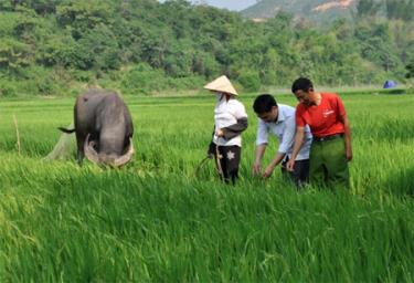 Nông dân trong tỉnh đang tích cực, chủ động theo dõi diễn biến sâu bệnh hại lúa để bảo vệ sản xuất.
