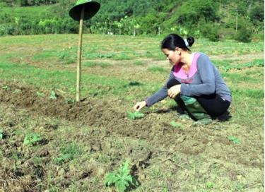 Chị Nông Thị Quy chăm sóc ruộng dưa hấu của gia đình.