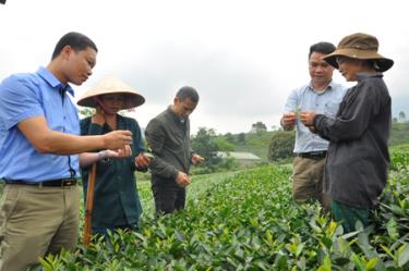 Cán bộ Phòng Nông nghiệp và Phát triển nông thôn huyện Văn Chấn và Công ty cổ phần Chè Nghĩa Lộ hướng dẫn nông dân cách chăm sóc, thu hái chè đúng kỹ thuật tạo năng suất cao.