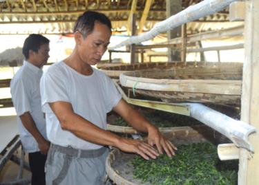 Trồng dâu nuôi tằm đã trở thành nghề có thu nhập khá và ổn định ở nhiều xã trong huyện Trấn Yên.