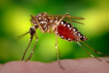 Muỗi vằn Aedes aegypti là trung gian chính truyền bệnh sốt xuất huyết dengue.