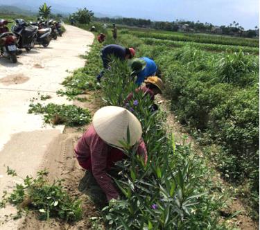 Các hội viên Hội Phụ nữ xã Tuy Lộc (thành phố Yên Bái) tham gia trồng hoa hai bên đường liên thôn.