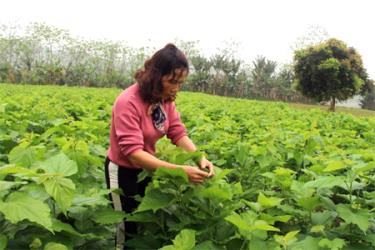 Chị Hà Hồng Lĩnh, thôn Chăn nuôi, xã Xuân Ái chăm sóc dâu.
