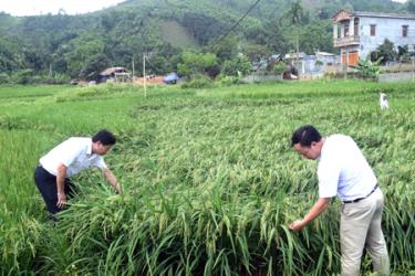 Đồng chí Hoàng Trung Kiên (bên trái) - Chủ tịch UBND xã Đại Phác kiểm tra diện tích lúa bị ảnh hưởng do trận mưa giông đầu tiên gây ra trên địa bàn.
