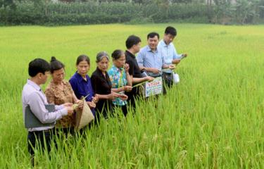 Các đại biểu tham quan mô hình trình diễn tại thôn 3, xã Phúc Lộc, thành phố Yên Bái.