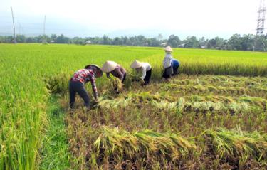 Nghiên cứu, ứng dụng tiến bộ kỹ thuật mới trong sản xuất nông, lâm nghiệp góp phần tăng năng suất, chất lượng sản phẩm.