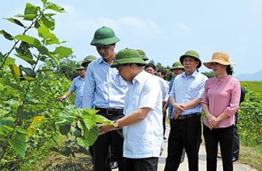 Đồng chí Đỗ Đức Duy – Phó Bí thư Tỉnh ủy, Chủ tịch UBND tỉnh cùng lãnh đạo huyện Trấn Yên thăm vùng dâu nông thôn mới Việt Thành.