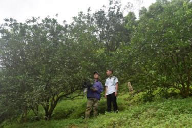 Thôn Thiên Tuế, xã Thượng Bằng La là địa phương đầu tiên của huyện Văn Chấn có 5 hộ trồng 6,4 ha cam theo chuẩn VietGAP từ năm 2015.