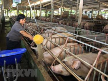 Giá lợn hơi tăng mạnh trên 40.000 đồng/kg. (Ảnh minh họa)
