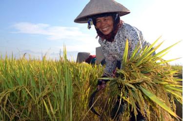 Nông dân Văn Chấn phấn khởi được mùa lúa đông xuân.