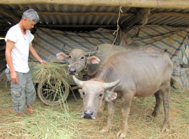 Nhờ đồng vốn chính sách, nhiều hộ dân ở xã Tú Lệ, huyện Văn Chấn đã đầu tư chăn nuôi vươn lên thoát nghèo.