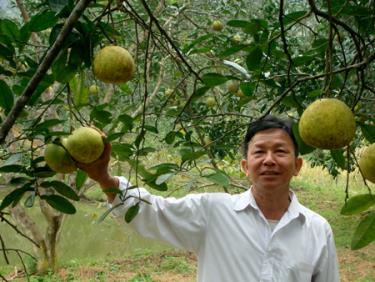 Bưởi Đại Minh được cấp nhãn hiệu chứng nhận sản phẩm. Ảnh MQ